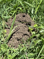 Aphaenogaster pythia