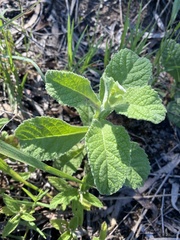 Pterocaulon redolens