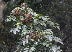 Zanthoxylum rhetsa