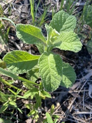 Pterocaulon redolens