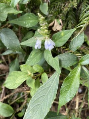 Rungia chinensis