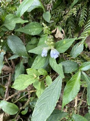 Rungia chinensis