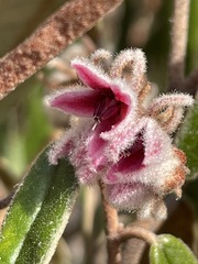 Lasiopetalum compactum