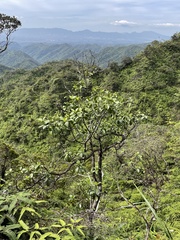 Psychotria mariniana