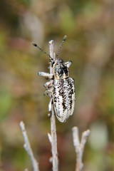 Pelororhinus argentosus