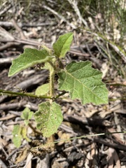 Solanum campanulatum