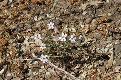 Jamesbrittenia primuliflora