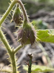 Solanum campanulatum