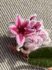 Lasiopetalum compactum