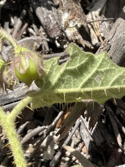 Solanum campanulatum