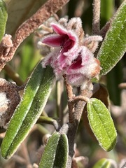 Lasiopetalum compactum