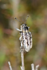 Pelororhinus argentosus
