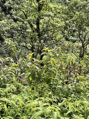 Perrottetia sandwicensis