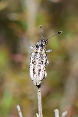 Pelororhinus argentosus