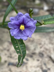 Solanum linearifolium