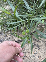Solanum linearifolium
