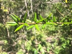 Alyxia ruscifolia