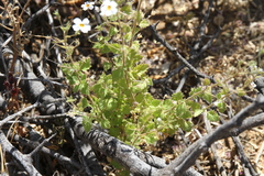 Jamesbrittenia primuliflora