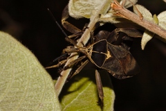 Petascelis remipes