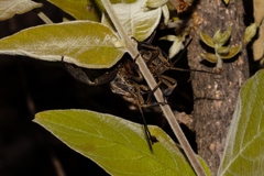 Petascelis remipes