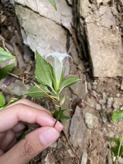 Tripterospermum taiwanense