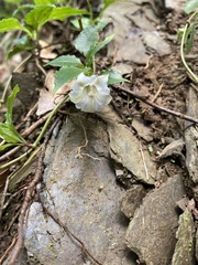 Tripterospermum taiwanense