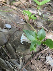 Tripterospermum taiwanense