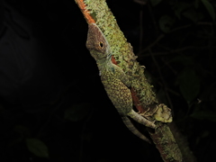 Anolis podocarpus