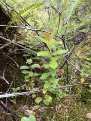 Vaccinium dentatum