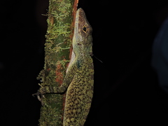 Anolis podocarpus