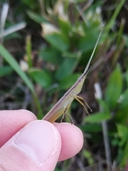 Gonista bicolor