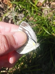Pieris melete