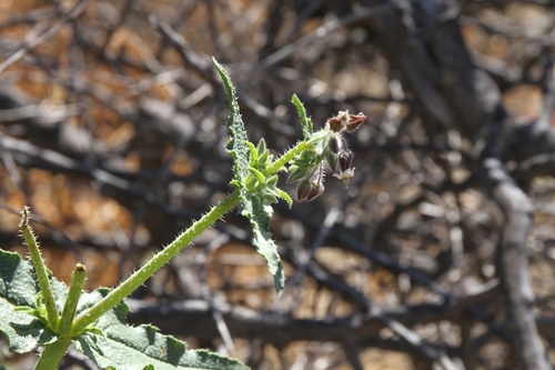 Trichodesma africanum image