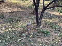 Streptopelia chinensis