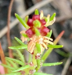 Myriophyllum simulans