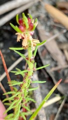 Myriophyllum simulans