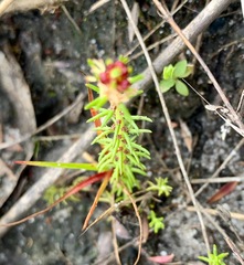 Myriophyllum simulans