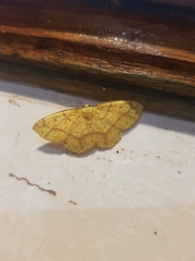 Periclina