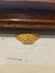 Periclina