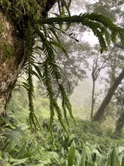 Phlegmariurus fordii