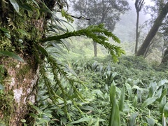 Phlegmariurus fordii