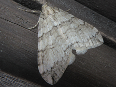 Operophtera relegata