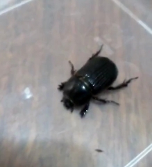 Archophileurus
