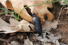 Physomeloe corallifer