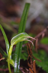 Pterostylis porrecta
