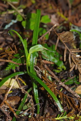 Pterostylis porrecta