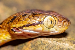 Boiga