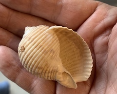 Tonna variegata