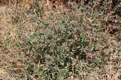 Trichodesma africanum