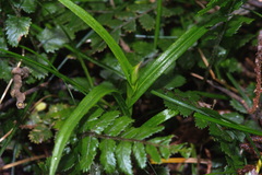 Pterostylis porrecta